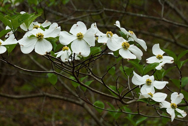 Dogwood membership